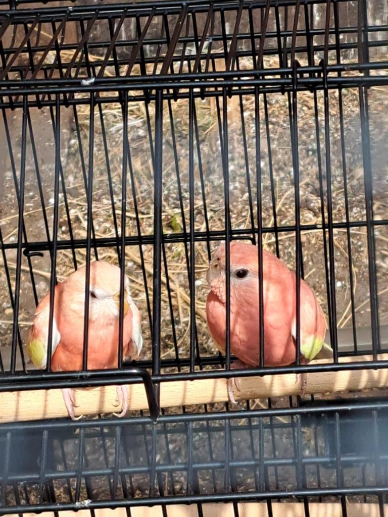 Roze latino bourkes, Geslacht onbekend, Parkiet, Geringd