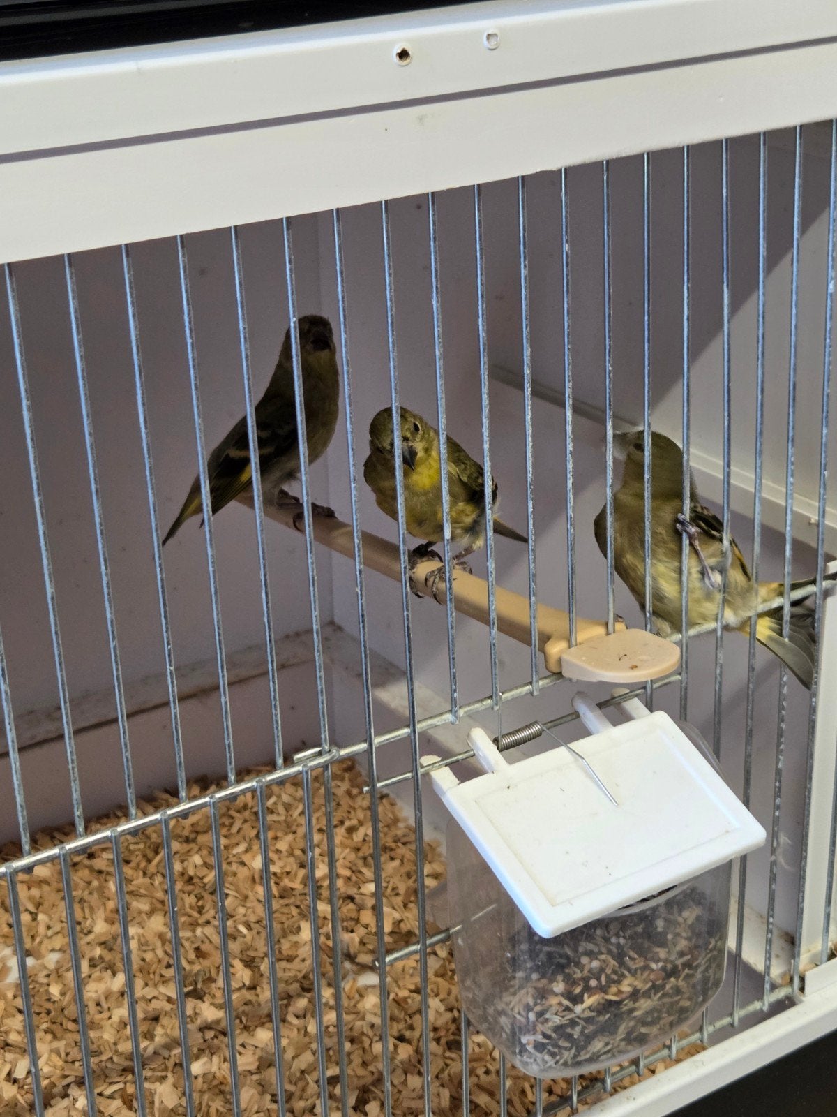 Jonge zwartkopsijzen, Dieren en Toebehoren, Meerdere dieren
