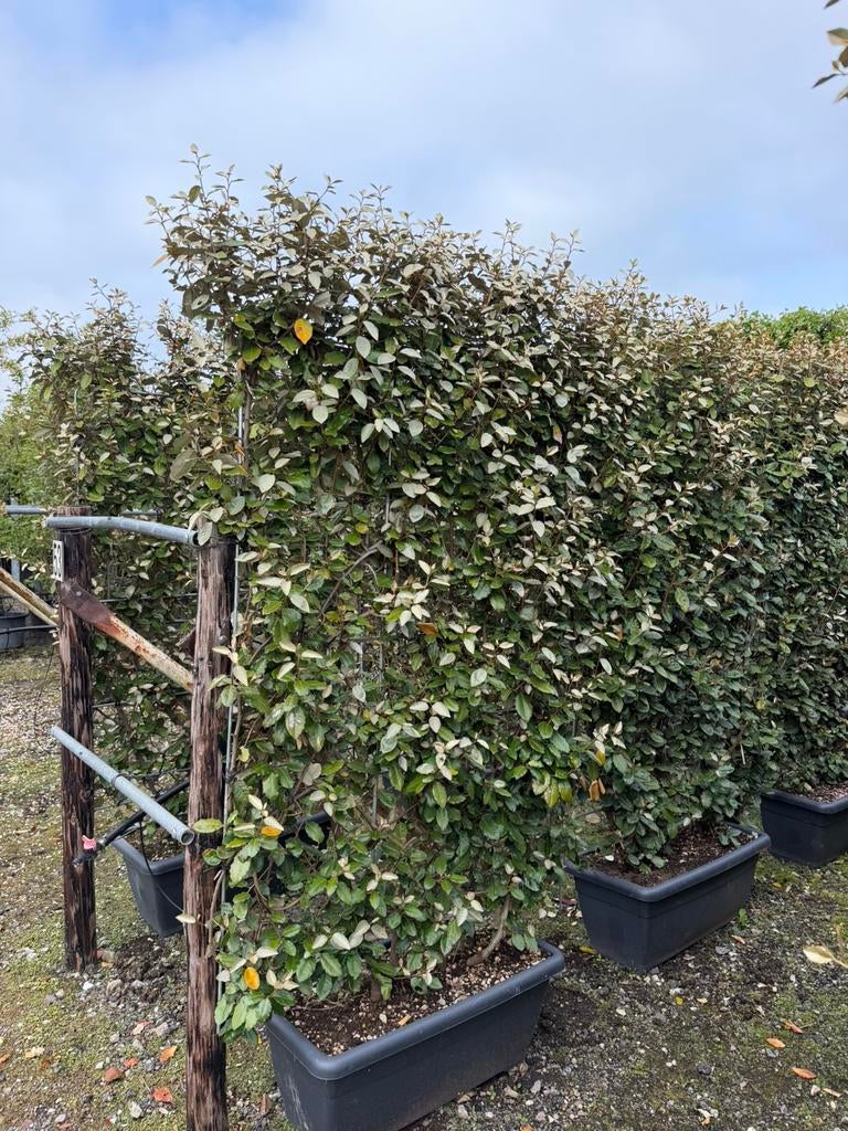 Elaeagnus ebbingei Haagelement 100x170, Tuin en Terras, Planten | Struiken en Hagen, Haag, Overige soorten, 100 tot 250 cm, Ophalen