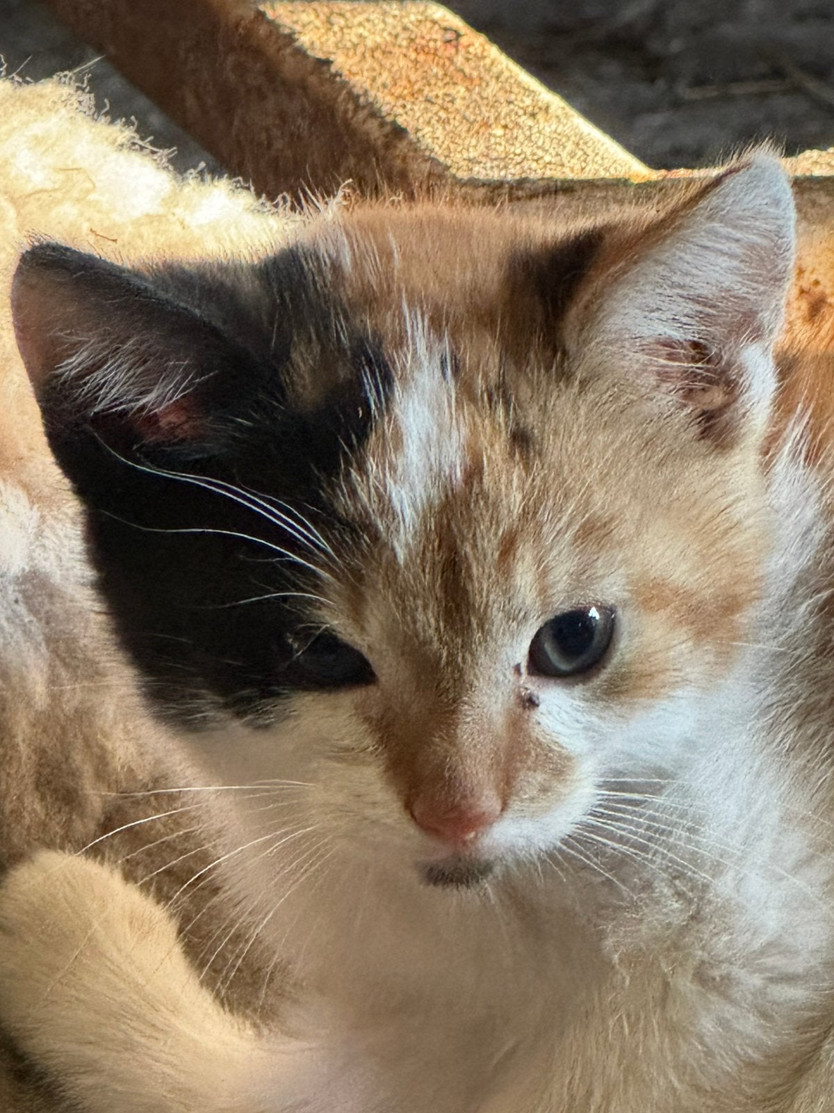 Mooie kittens, Dieren en Toebehoren, Meerdere dieren, Kortharig, 0 tot 2 jaar
