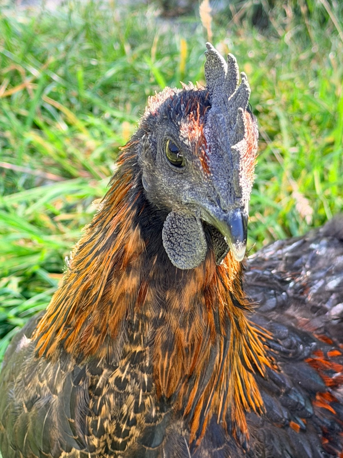 Knap jong haantje kruising Ajam Cemani, Mannelijk, Kip