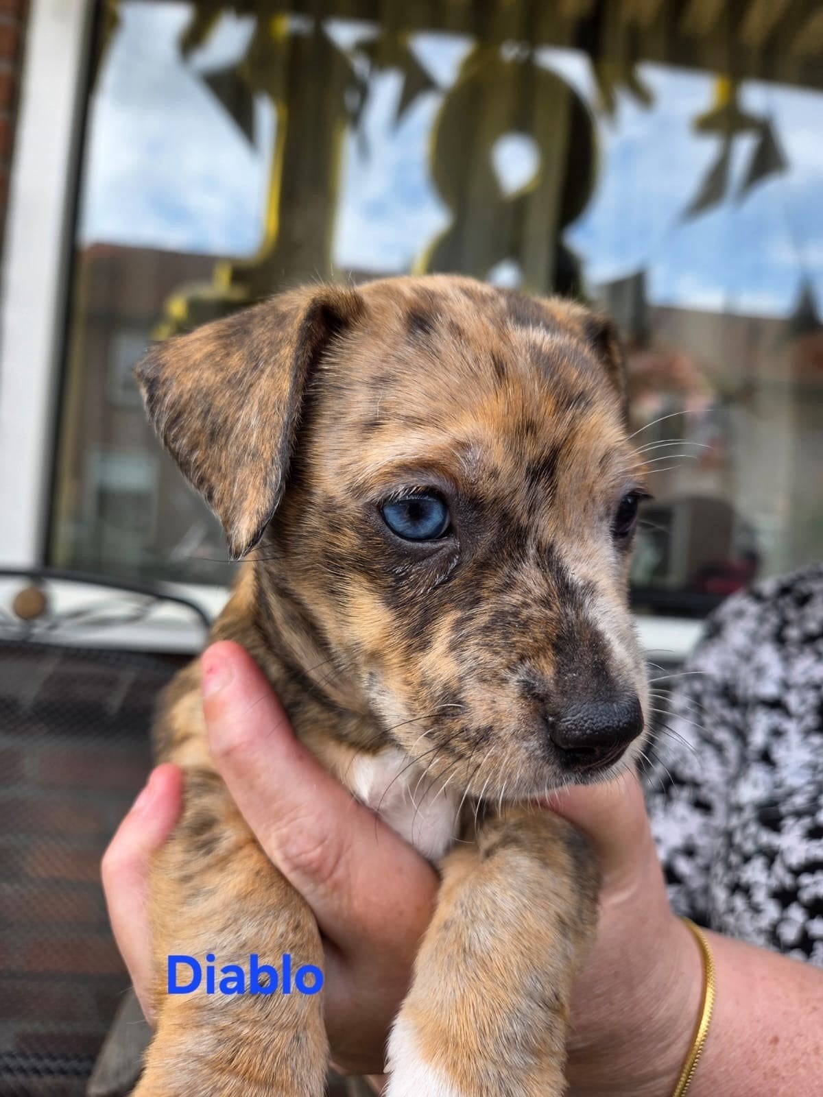 Jackrussel pups 6 reutjes beschikbaar, Dieren en Toebehoren, Honden | Jack Russells en Terriërs, Jack Russell Terriër, Reu, 8 tot 15 weken
