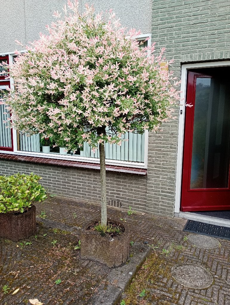 Gratis 13 stapelbare plantenbakken, met struiken, Ophalen, Gebruikt, 40 cm of meer, Minder dan 40 cm