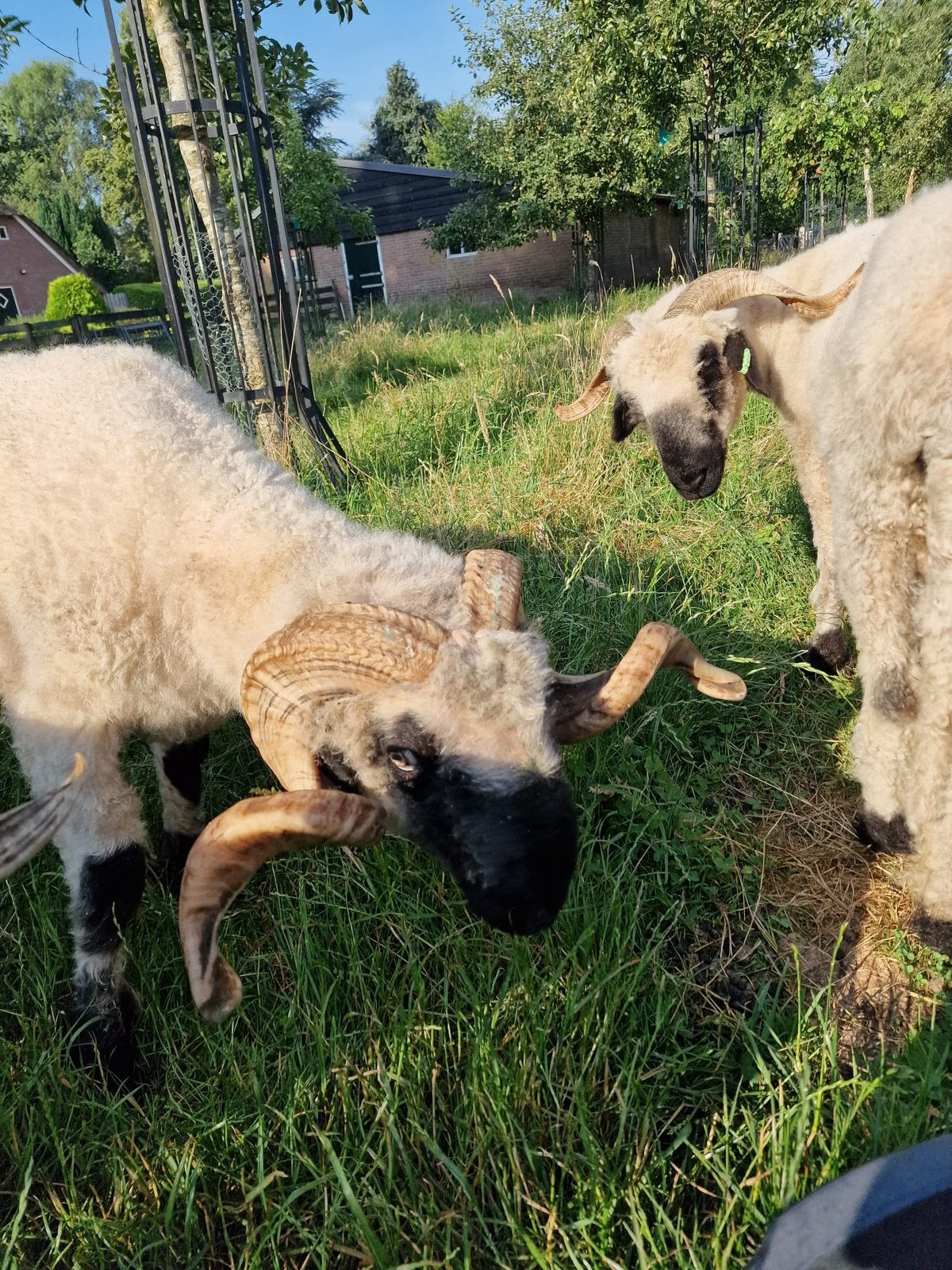 Wallische Schwarznase dekram schaap, Dieren en Toebehoren, Schapen, Geiten en Varkens, Mannelijk, Schaap, 0 tot 2 jaar