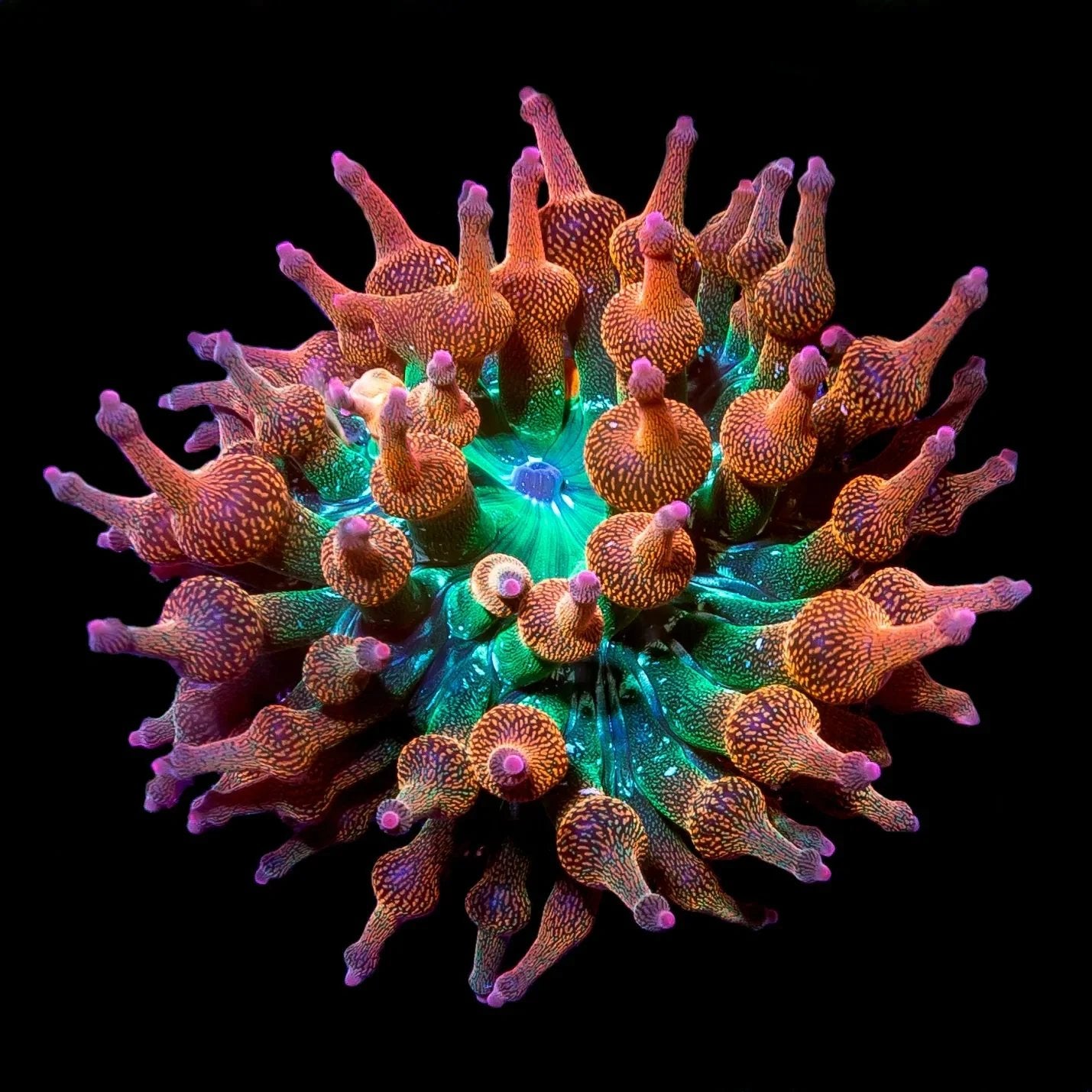 Rainbow Bubbletip Anemonen, Vis