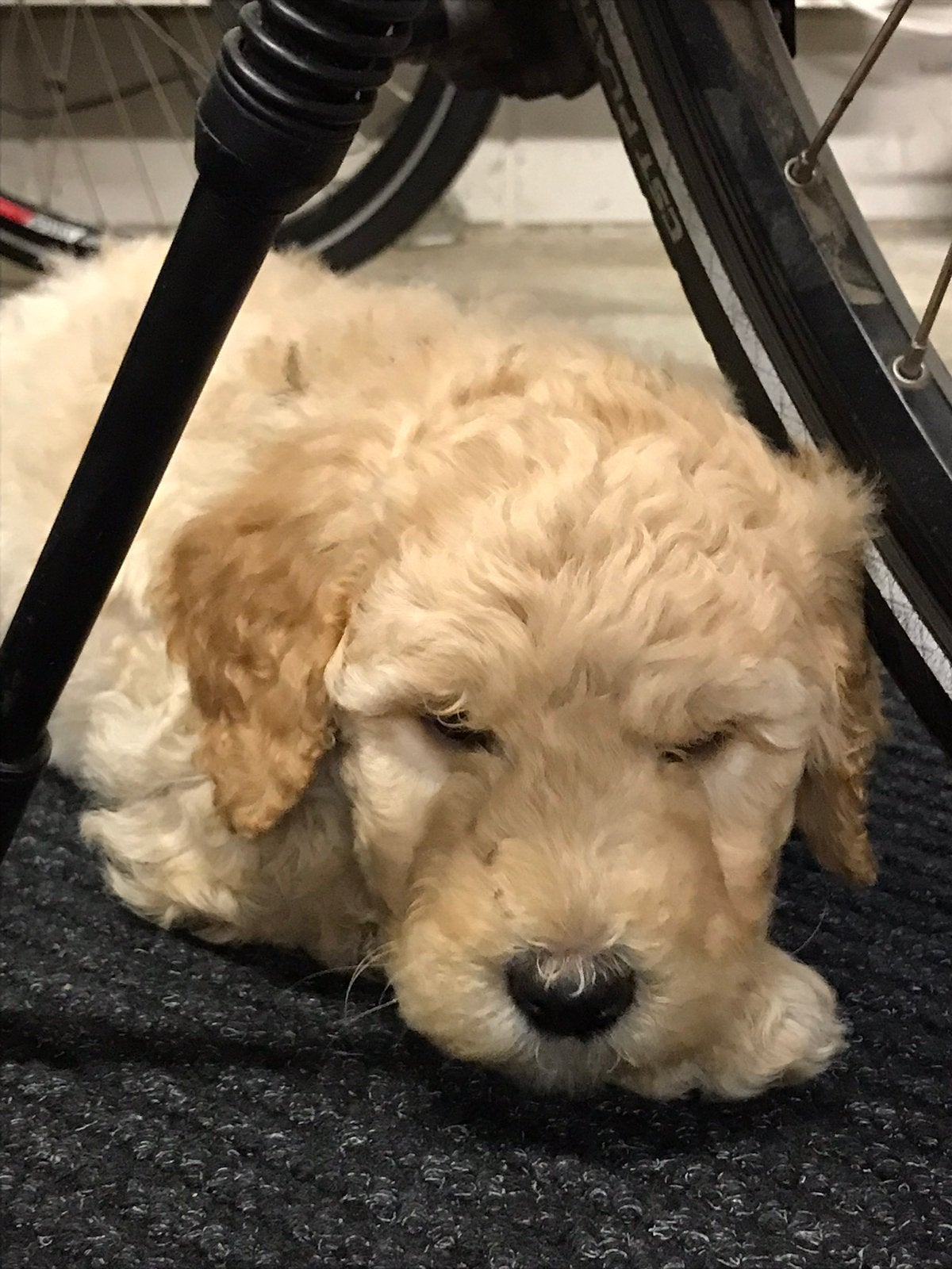 Lieve labradoodle pups, Parvo, Overige rassen, 8 tot 15 weken, Meerdere