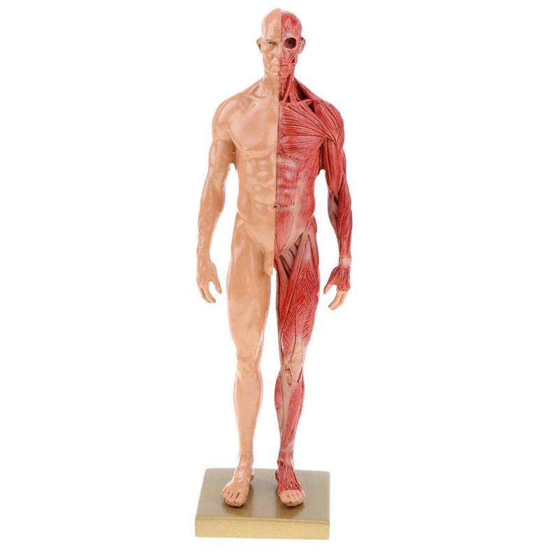 Mannelijk Menselijk Lichaam Spieren Anatomie Model / School, Diversen, Schoolbenodigdheden, Nieuw, Verzenden