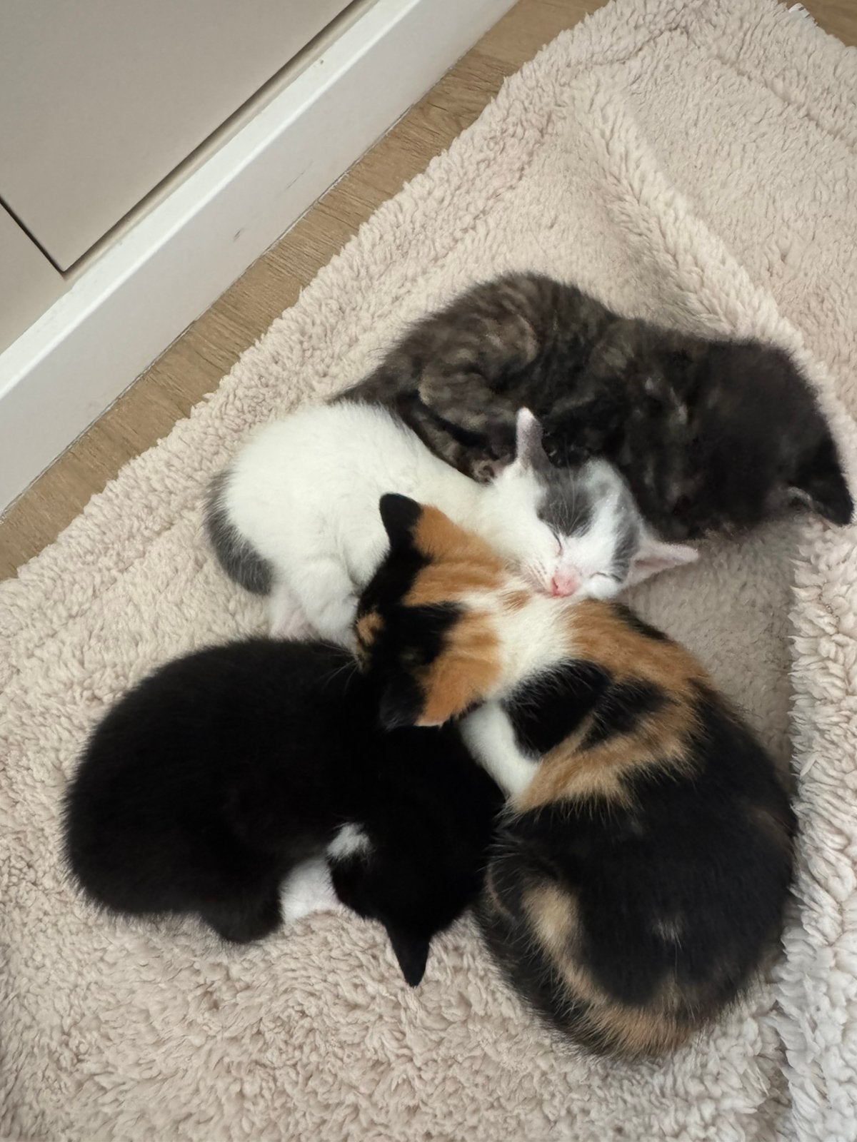 Kittens te koop, Meerdere dieren, 0 tot 2 jaar
