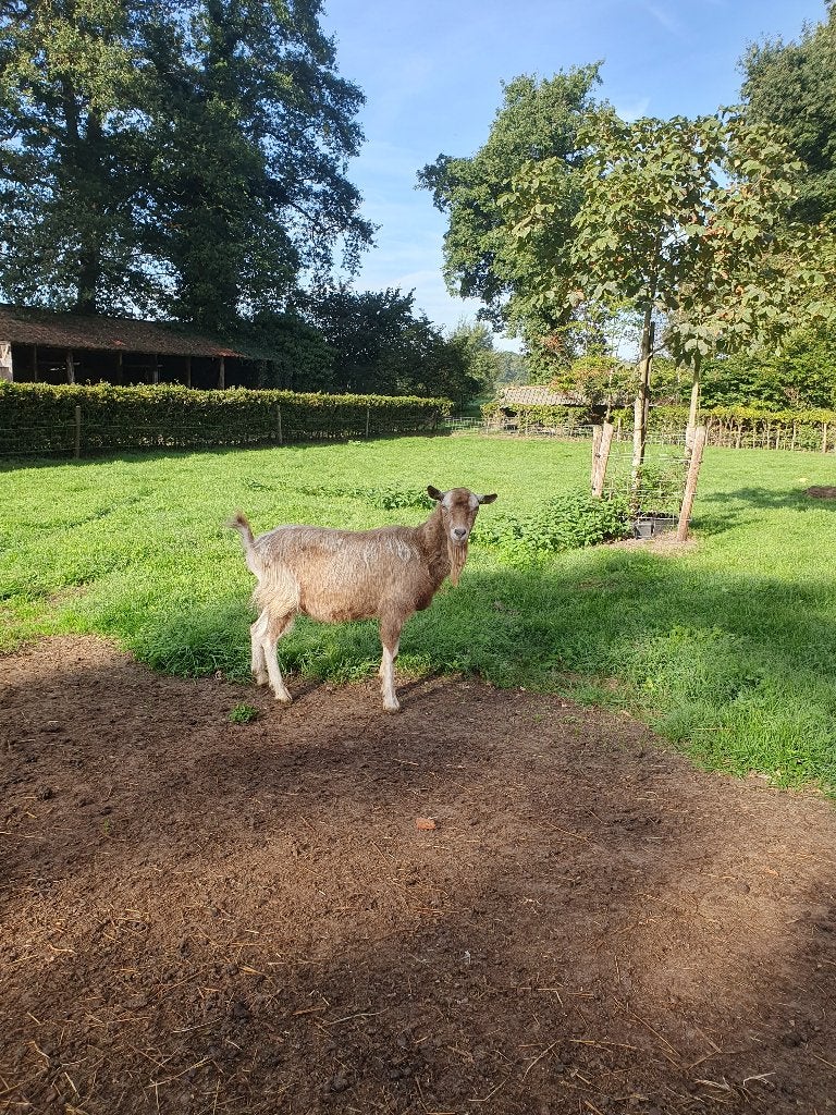 Toggenburger bok, Dieren en Toebehoren, Mannelijk, Geit, 0 tot 2 jaar