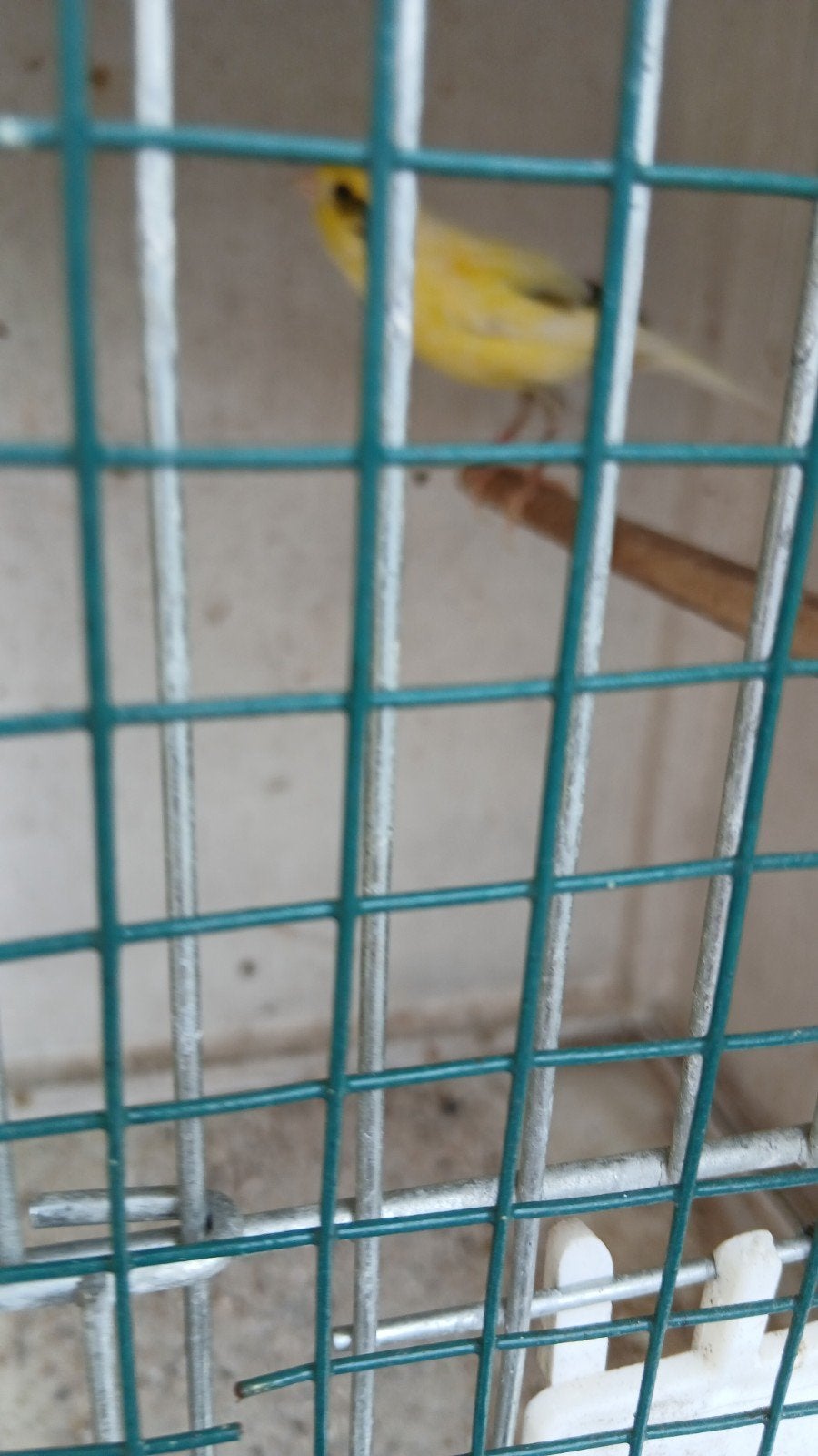 razakanarie man, Dieren en Toebehoren, Mannelijk, Zangkanarie