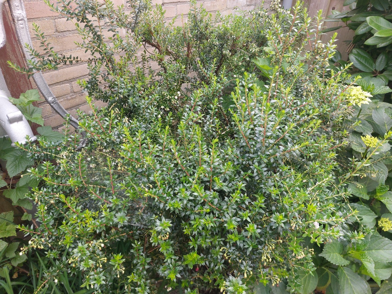 Struik gratis, Tuin en Terras, Planten | Tuinplanten, Ophalen, Overige soorten, Halfschaduw