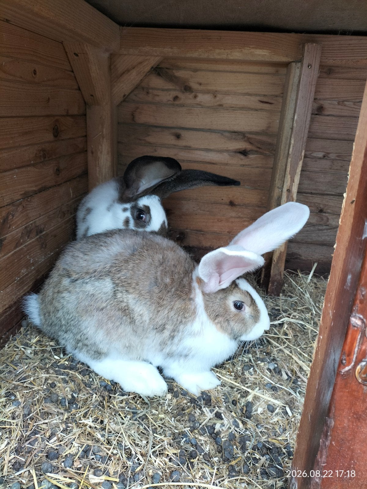 prachtige Vlaamse reus rammelaars, Dieren en Toebehoren, Konijnen, Mannelijk, Groot, 0 tot 2 jaar