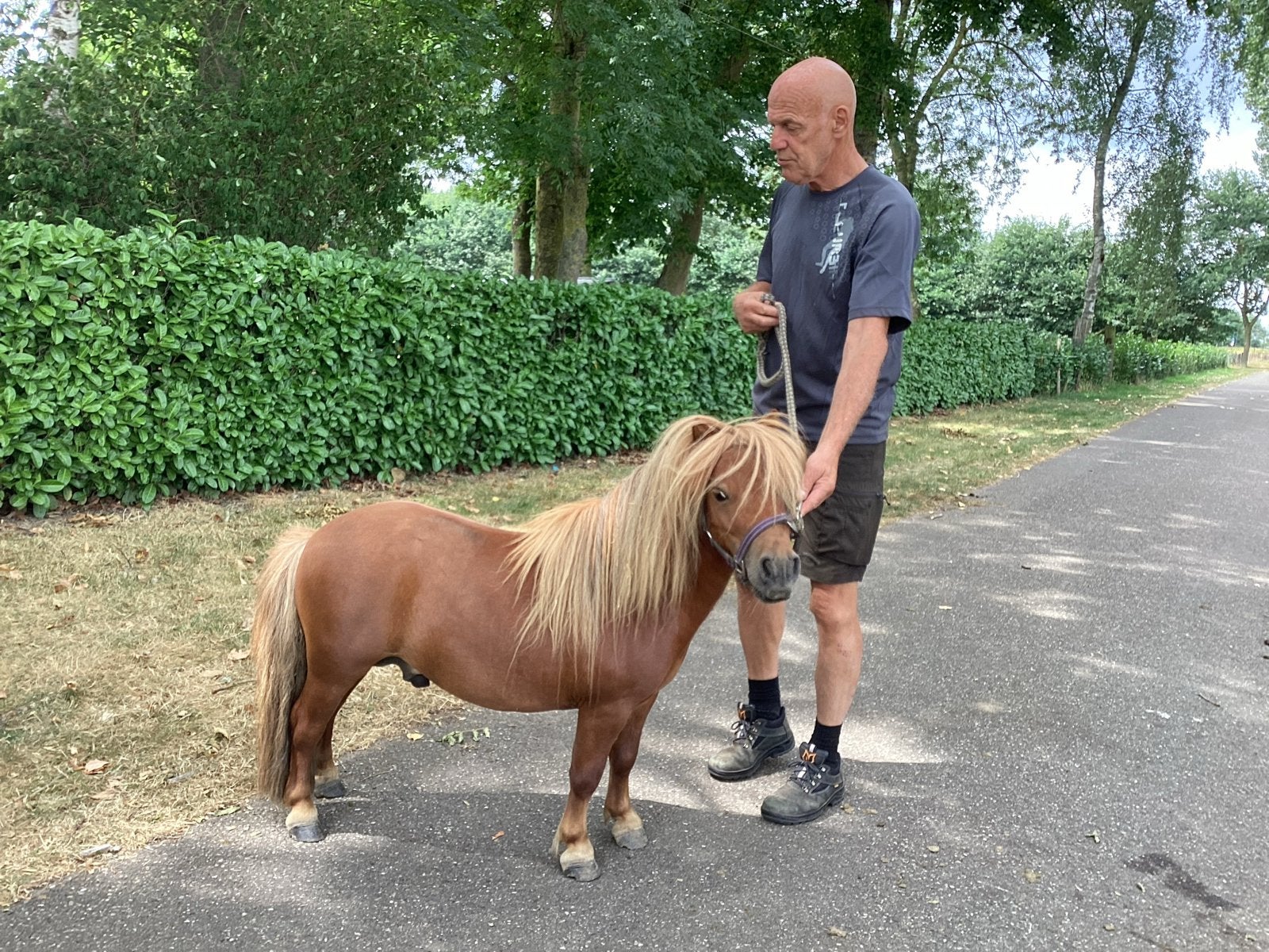 Mini hengstje 76 cm, Dieren en Toebehoren, Pony's, Hengst