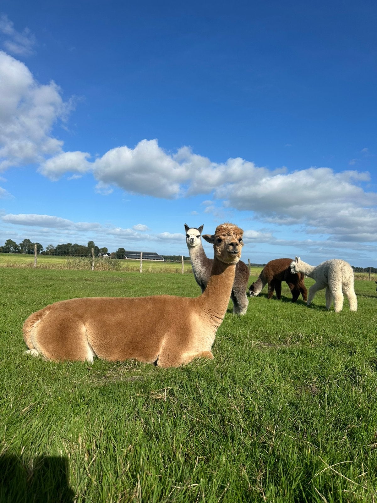 Alpaca merries en veulens, Dieren en Toebehoren, Juni, Meerdere dieren