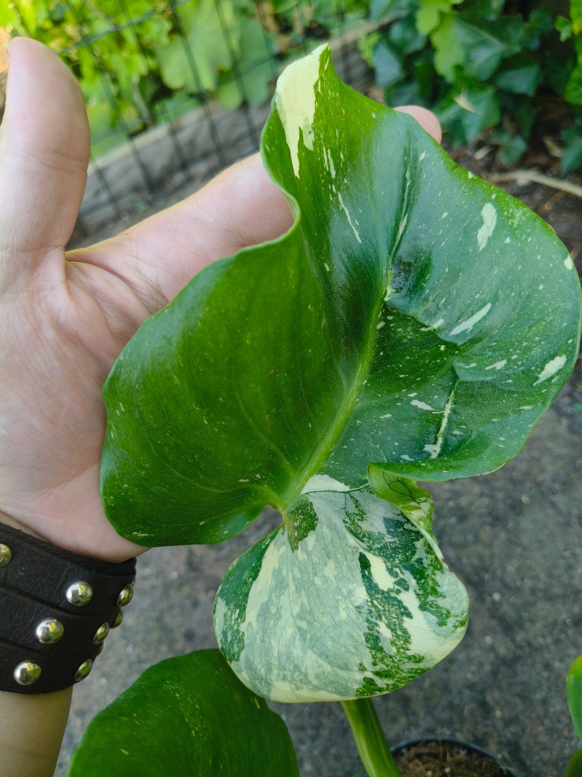 Monstera thai constellation mutation noid contorta gog, Verzenden, Halfschaduw, Minder dan 100 cm