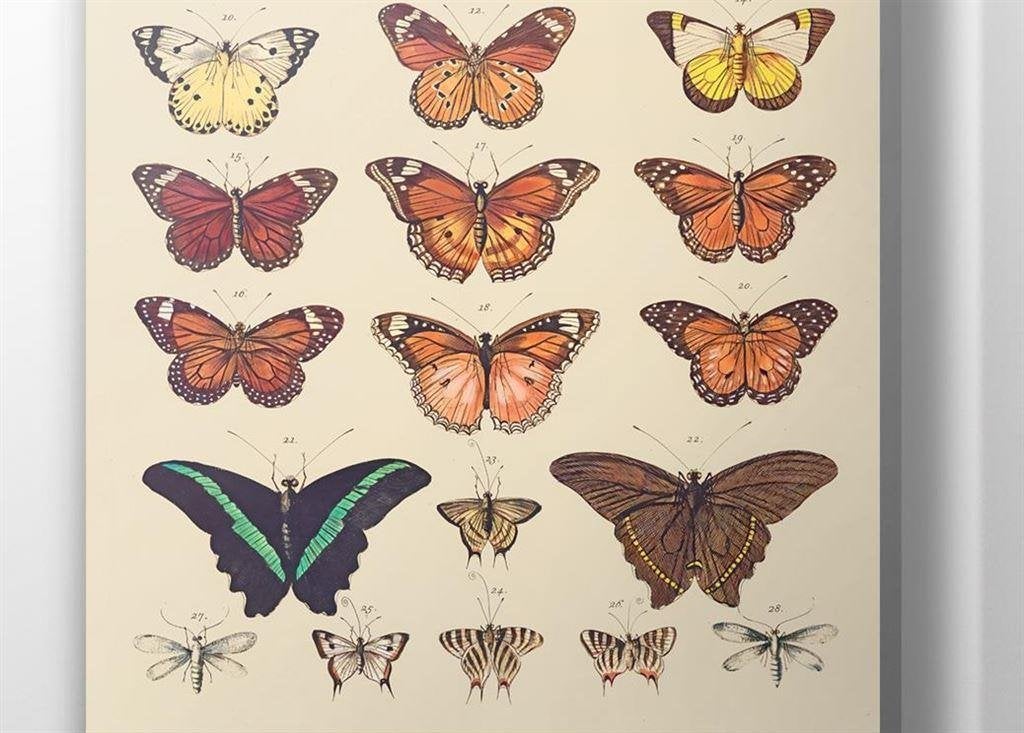 Vlinder Poster Vintage Entomologie Wetenschap Print, Verzenden