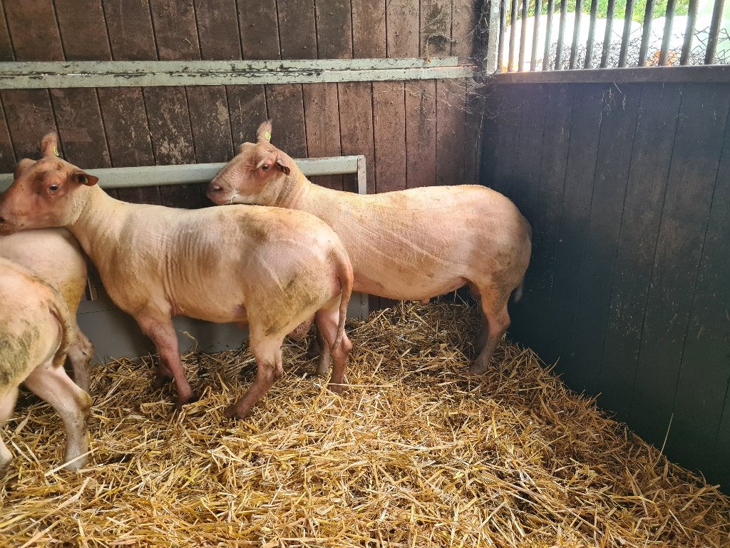 1,5 jarige dekrammen (Rouge en Texelaar), Dieren en Toebehoren, Schapen, Geiten en Varkens, Mannelijk, Schaap, 0 tot 2 jaar