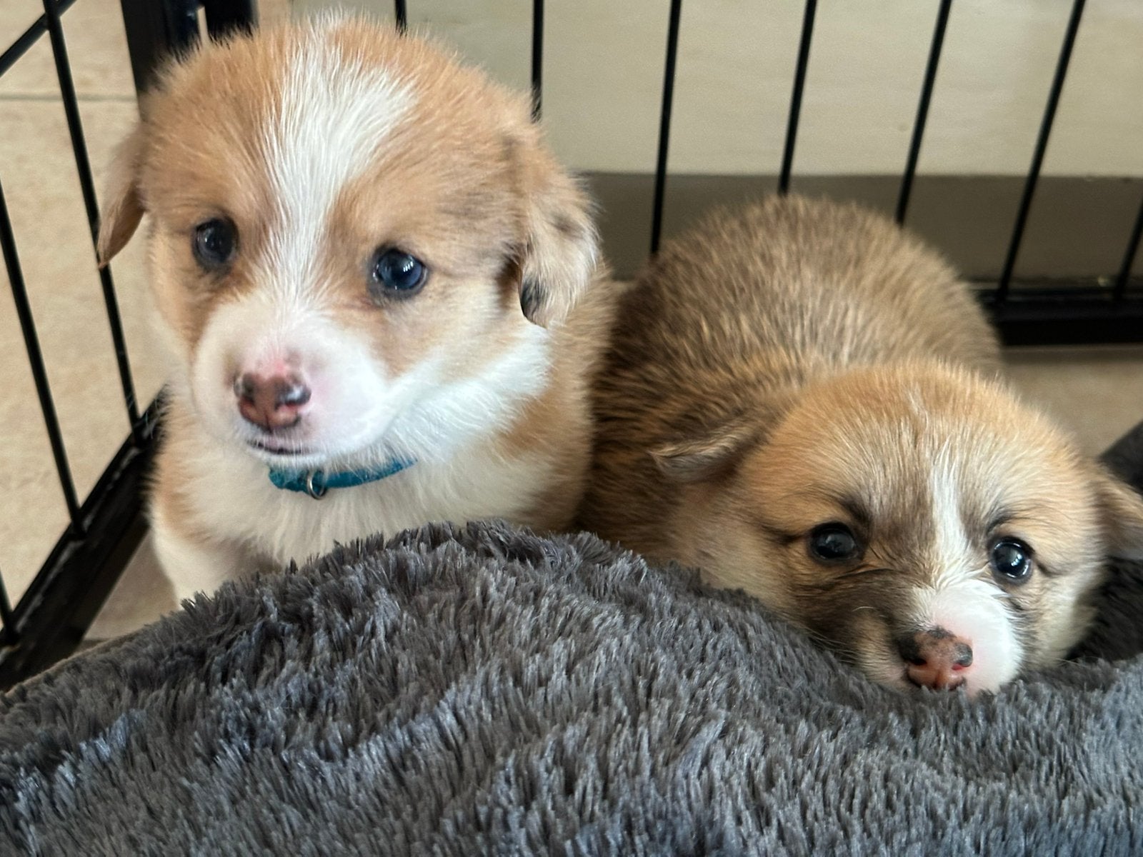 België - Welsh Corgi Pembroke pups, België, Particulier, 8 tot 15 weken, Parvo