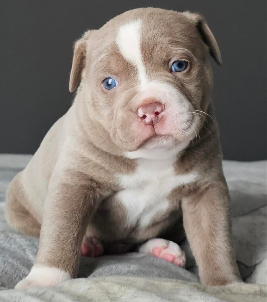 Prachtige Old English Bulldog pup reu, Dieren en Toebehoren, Honden | Bulldogs, Pinschers en Molossers, 8 tot 15 weken, Meerdere