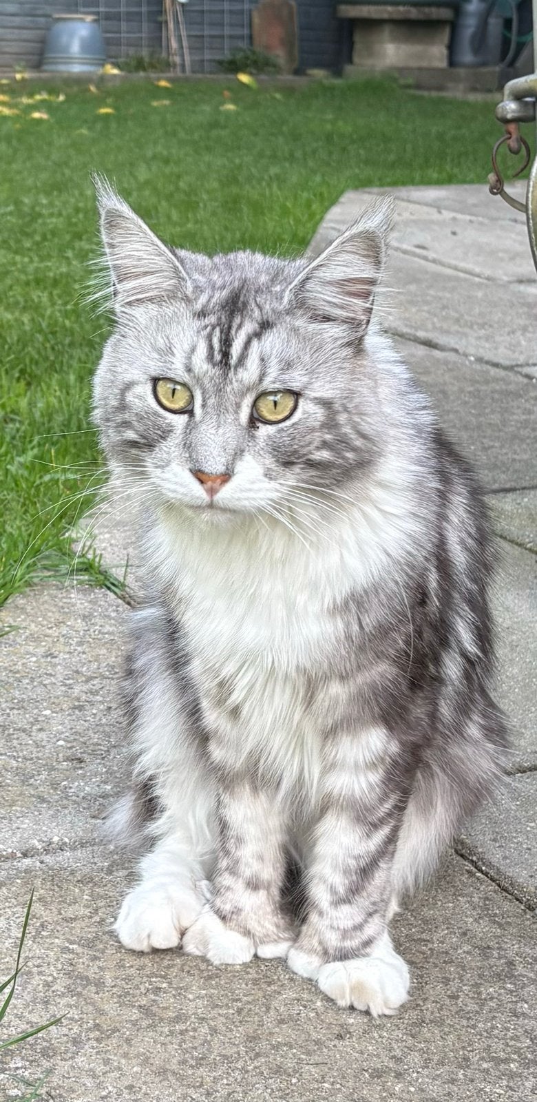 Maine Coon kittens, Meerdere dieren, 0 tot 2 jaar