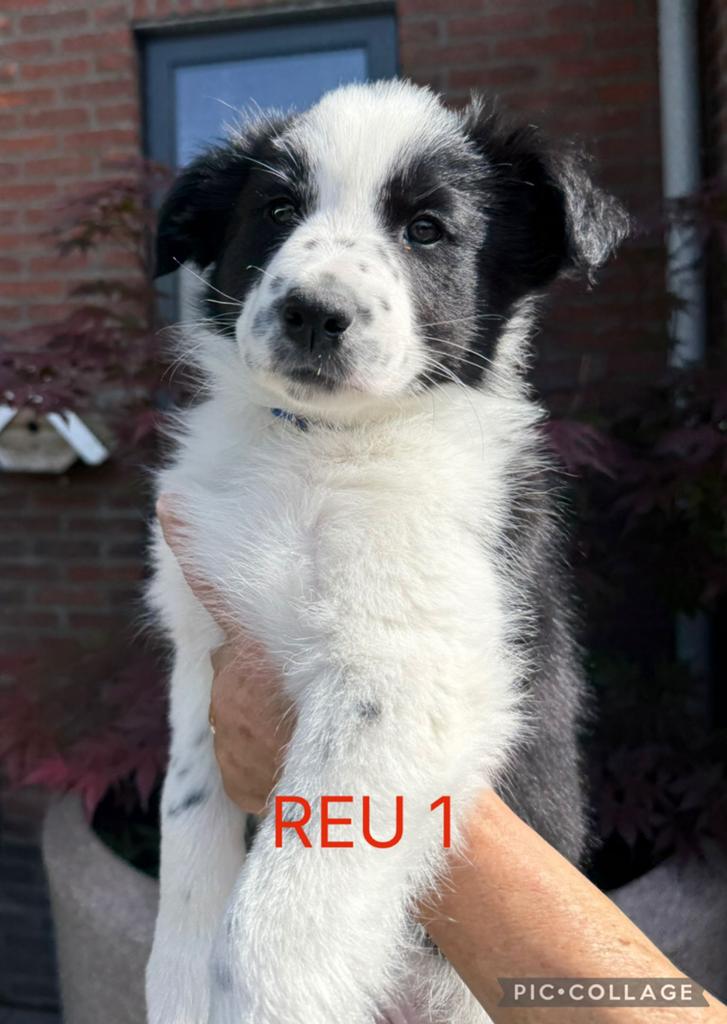 Border Collie pups - NOG 1. zwart -WITTE REUTJES BESCHIKBAAR, Dieren en Toebehoren, Honden | Herdershonden en Veedrijvers, Overige rassen