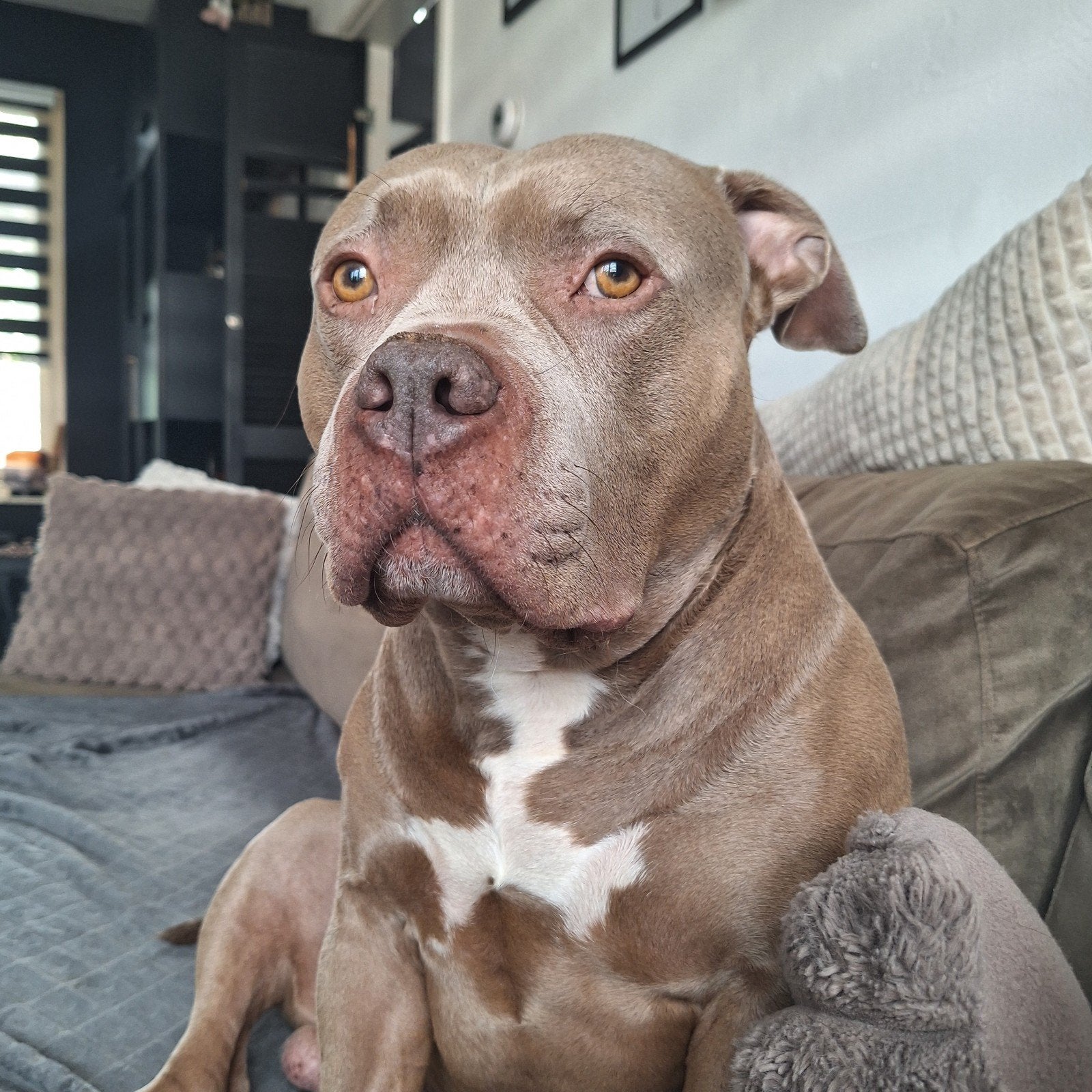 huisje gezocht voor Bodhi, 6 jaar of ouder, Eén hond, Nederland, Particulier