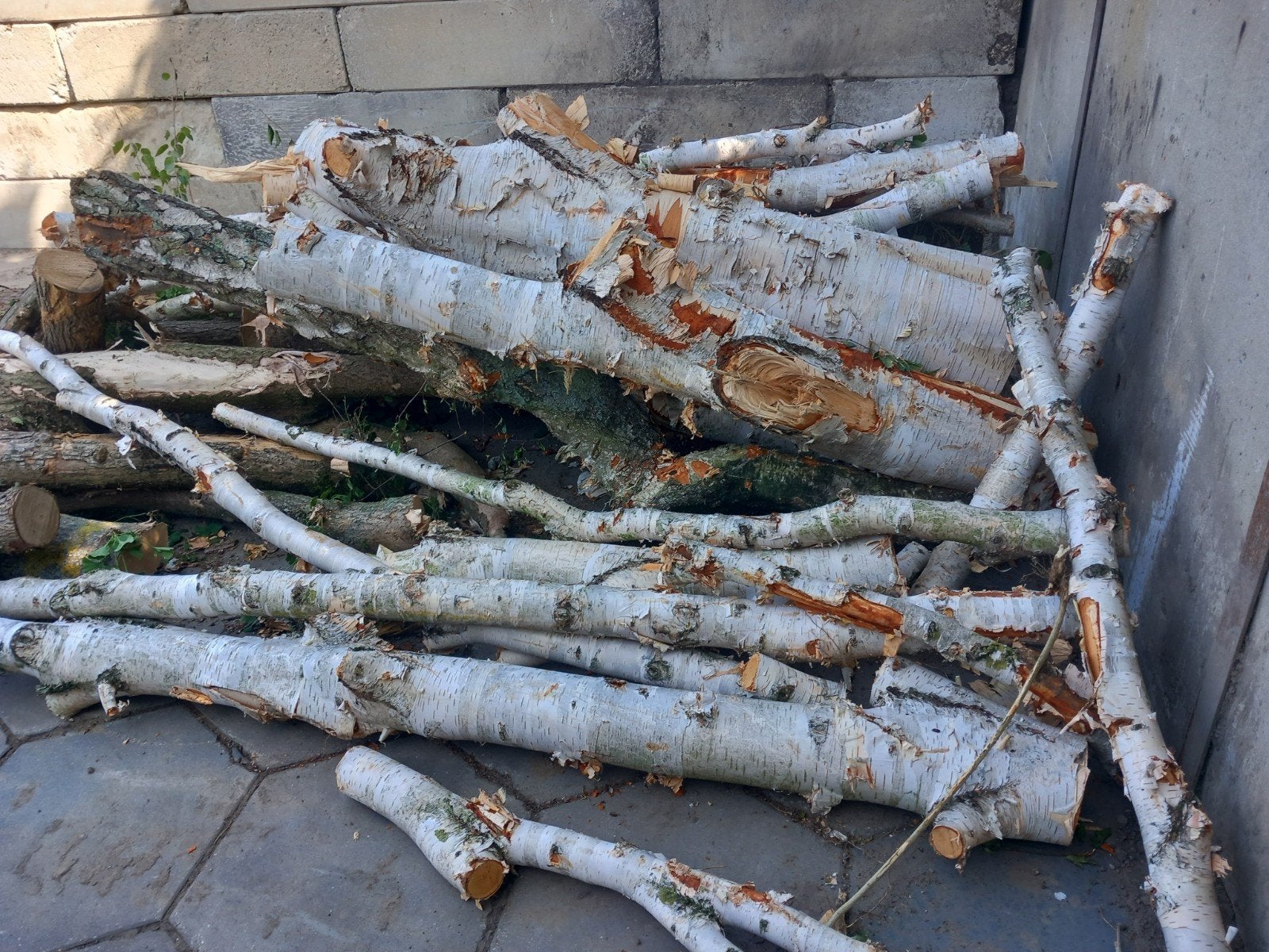 Berkenhout stammen en takken, vers gekapt, 3 tot 6 m³, Ophalen of Verzenden, Berkenhout, Stammen