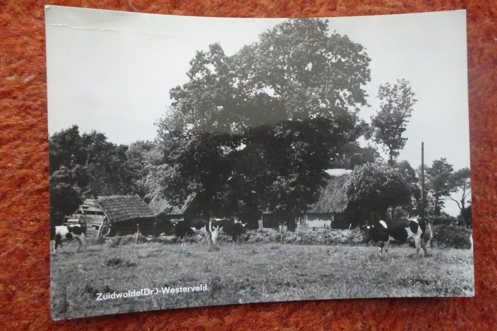 Zuidwolde Westerveld met Koeien, Verzenden, 1940 tot 1960, Gelopen, Drenthe