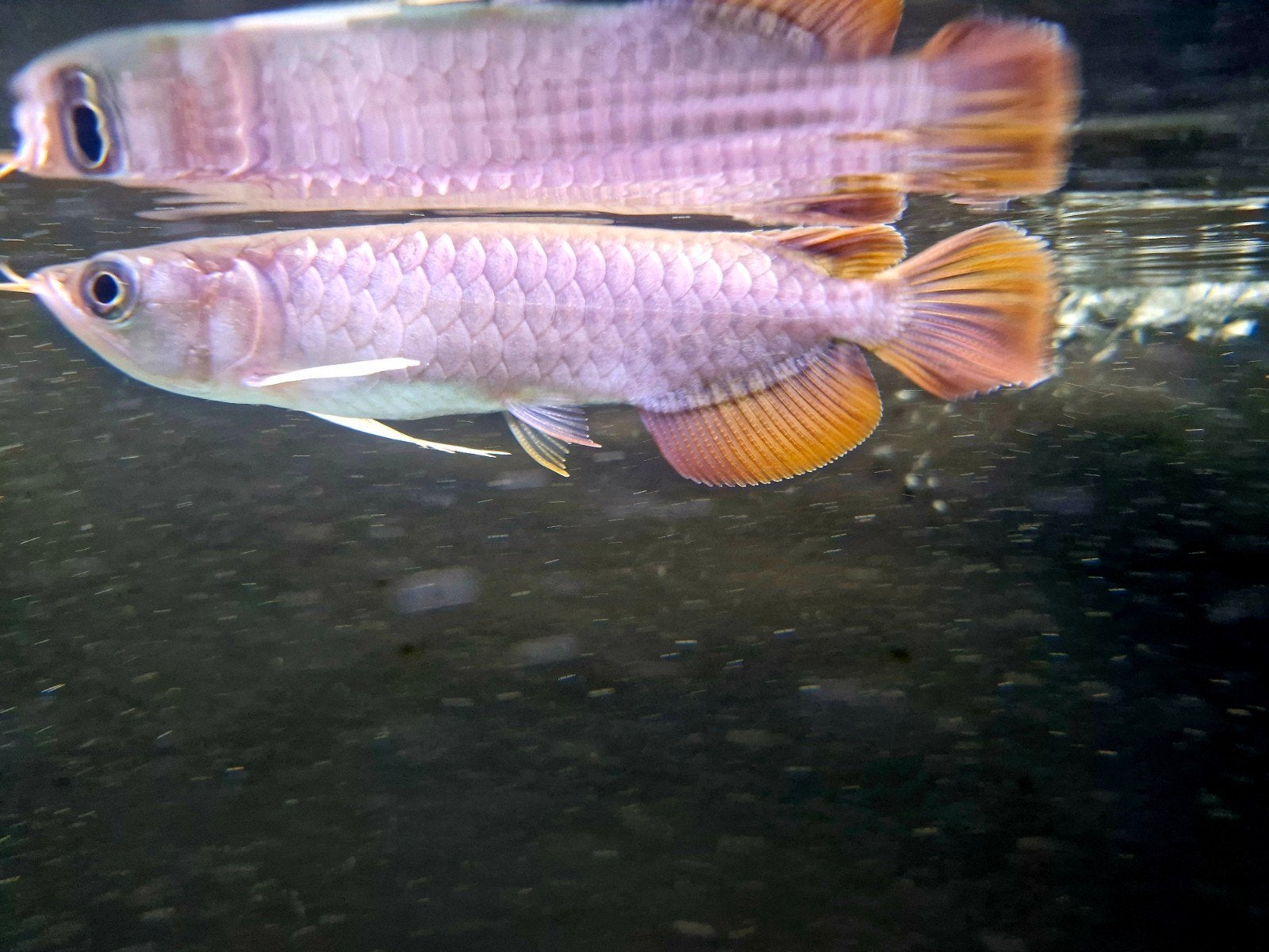 Super red Arowana scleropages formosus, Dieren en Toebehoren, Vis