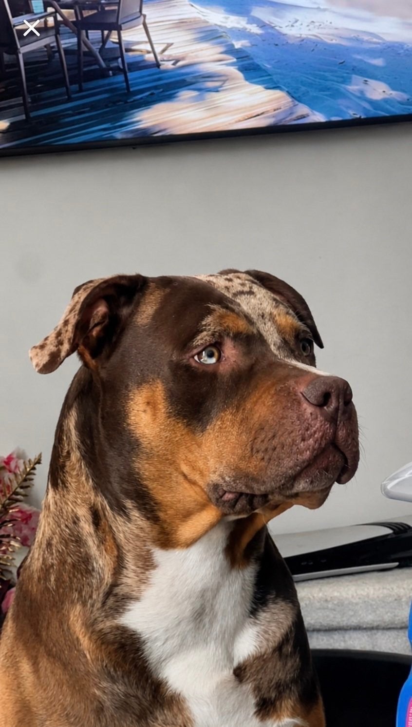 Zeldzaam SplitFace American Bully TriColor Choco Tweed Merle, Dieren en Toebehoren, Honden | Dekreuen, Reu, 1 tot 2 jaar, Parvo