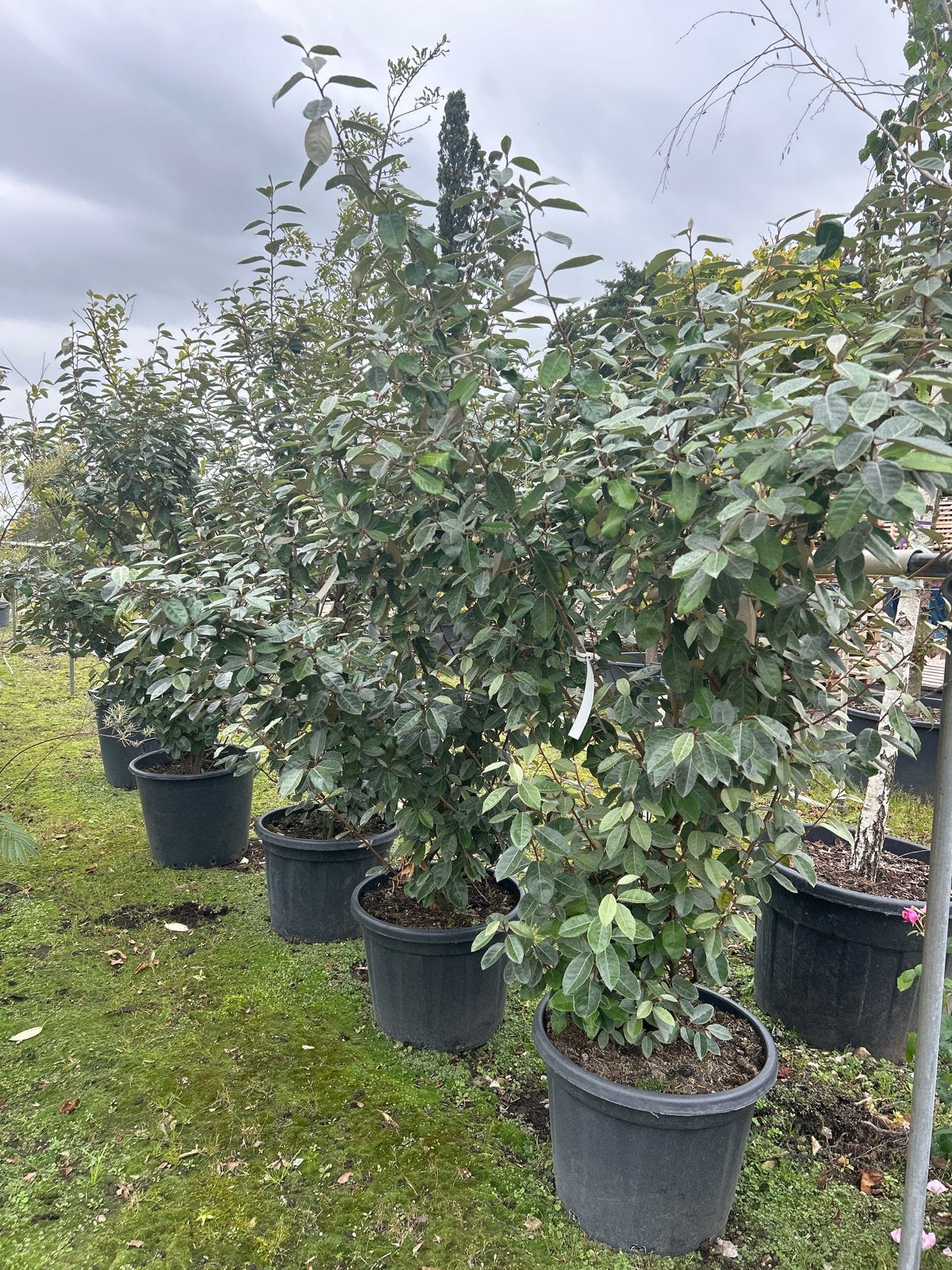 Elaeagnus Ebbingei - Groenblijvende Olijfwilg in 70L pot, Tuin en Terras, Volle zon, Vaste plant, Bloeit niet, Ophalen