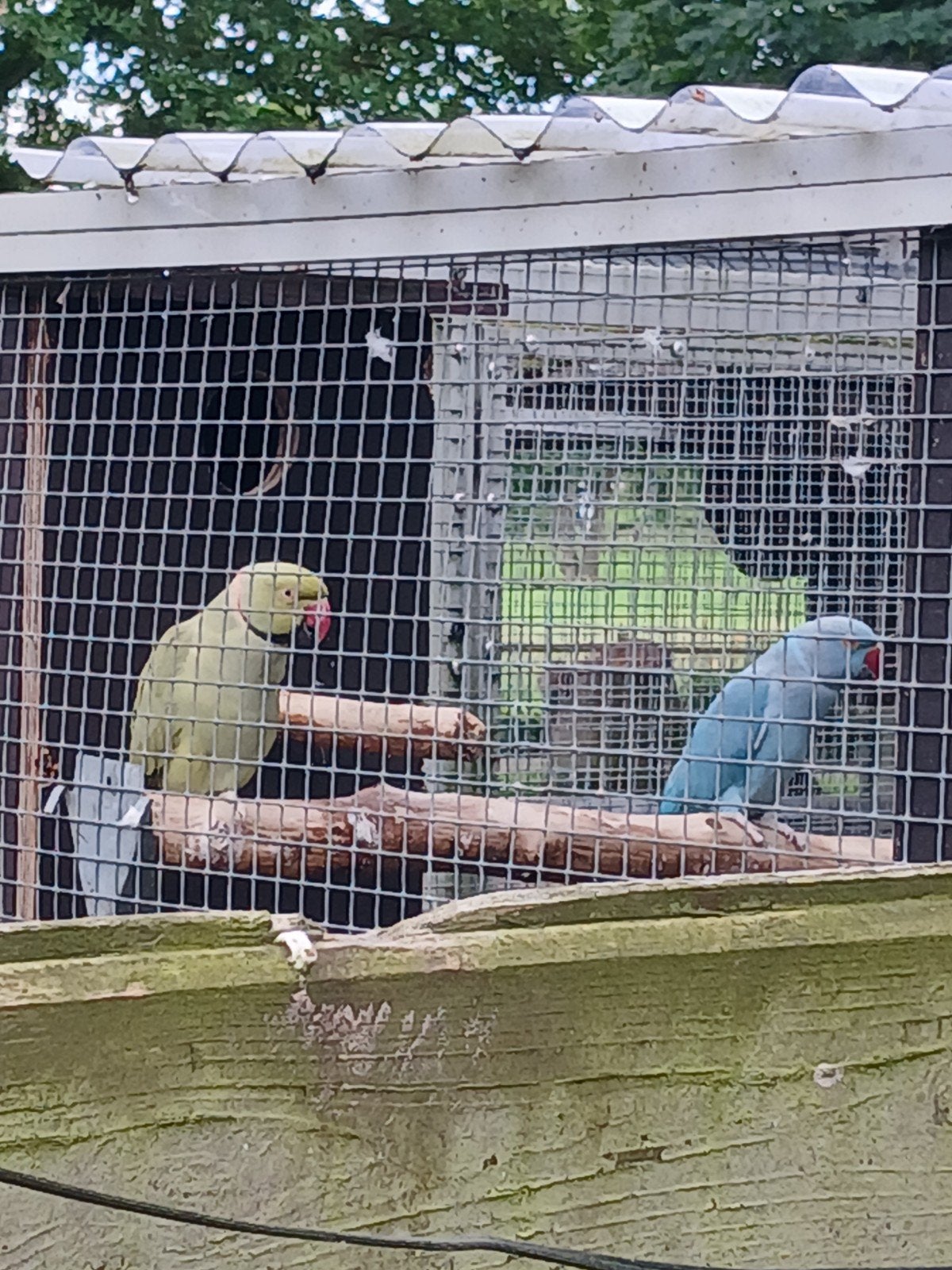 Halsbandparkieten, Dieren en Toebehoren, Vogels | Parkieten en Papegaaien, Meerdere dieren, Parkiet