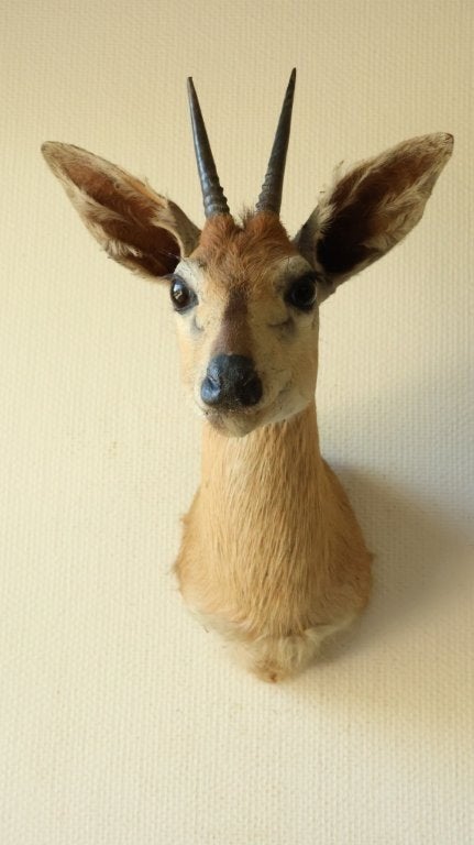 Taxidermie opgezette kop steenbokantilope, Verzamelen, Ophalen of Verzenden, Gebruikt, Wild dier, Opgezet dier