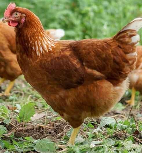 gratis kippen, leghennen, Dieren en Toebehoren, Vrouwelijk, Kip