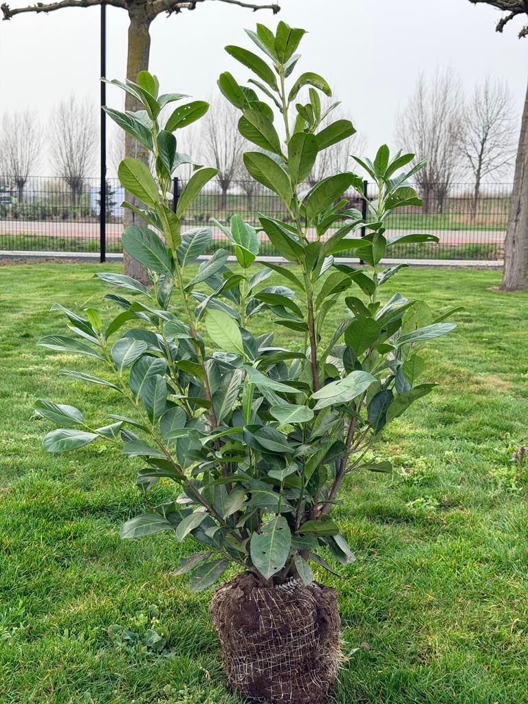 Laurier (Prunus rotundifolia) Haagplant - Diverse Maten, Tuin en Terras, Planten | Tuinplanten, Overige soorten, Vaste plant, Ophalen of Verzenden