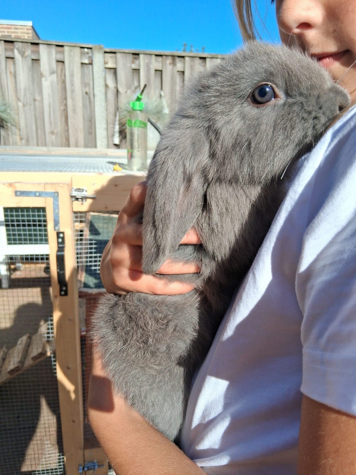 2 lieve baby hangoor konijntjes 8 weken, Meerdere dieren, Hangoor