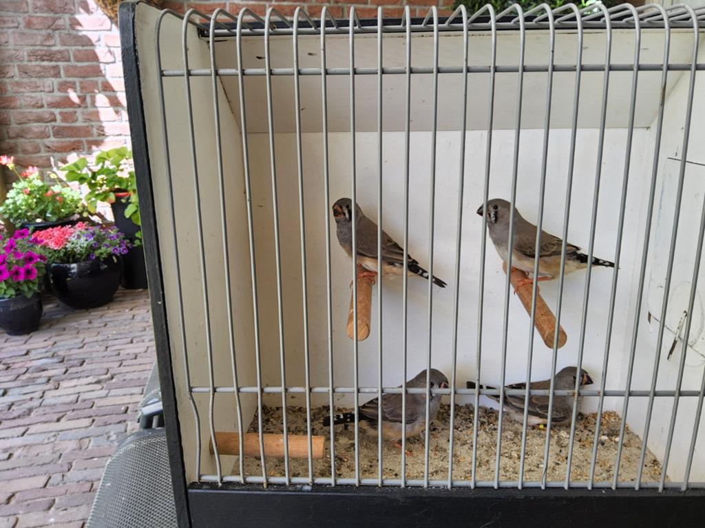 zebravinken 2026, Dieren en Toebehoren, Mannelijk