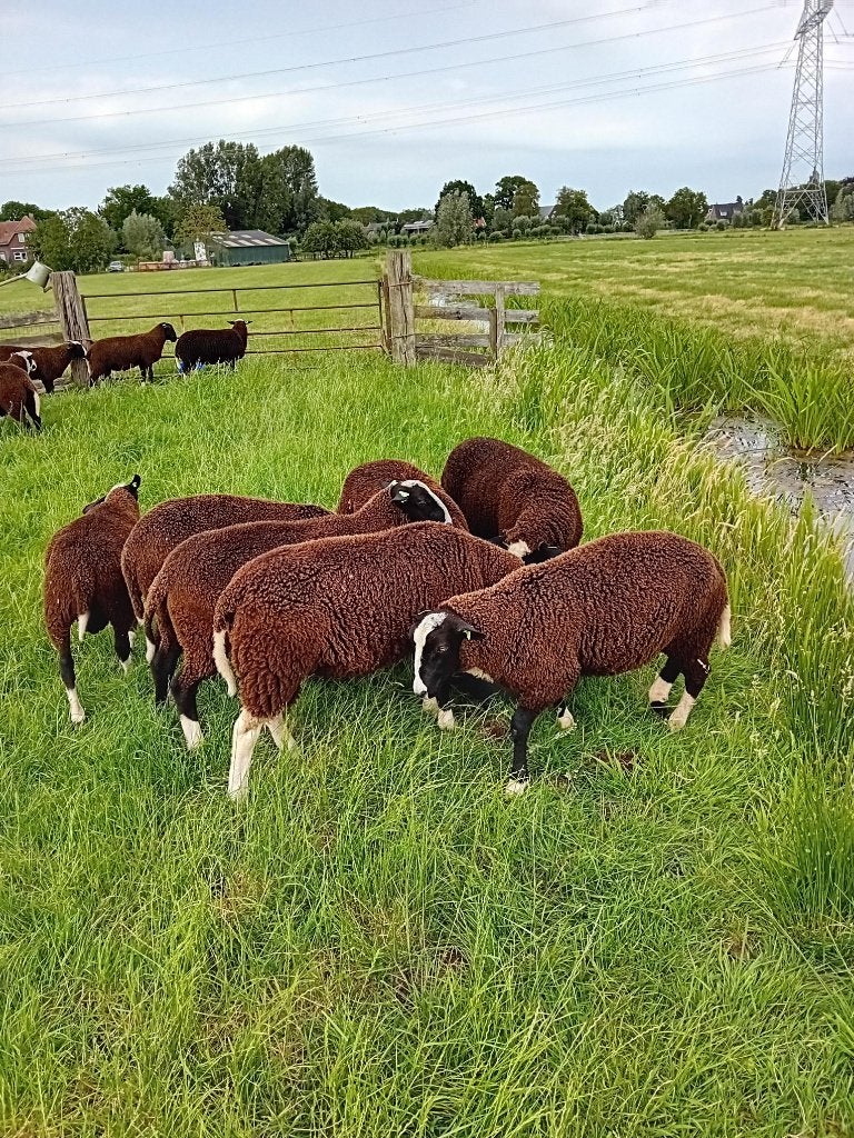 Dekrammen zwartbles wit en bont, Dieren en Toebehoren, Schapen, Geiten en Varkens, Schaap, Mannelijk, 0 tot 2 jaar