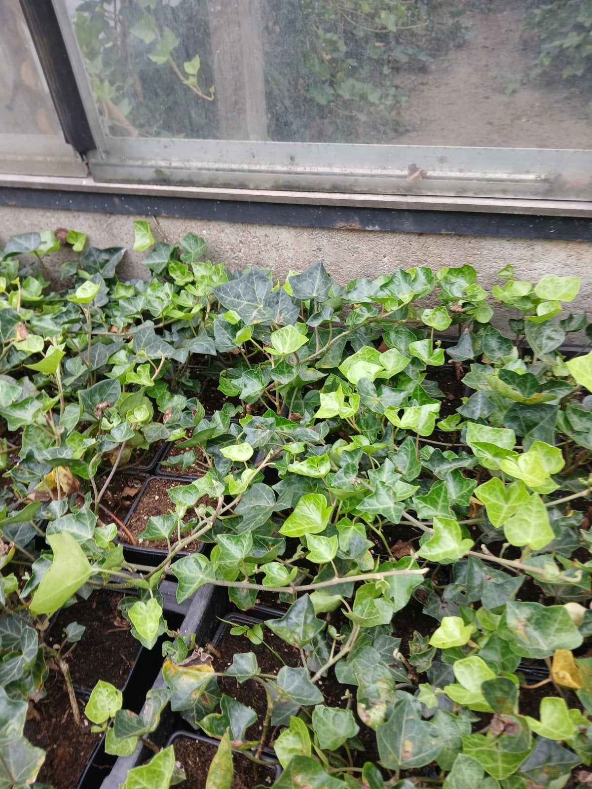 Klimop  Jonge plantjes voor tuin of pot, Ophalen of Verzenden, Klimplanten, Halfschaduw