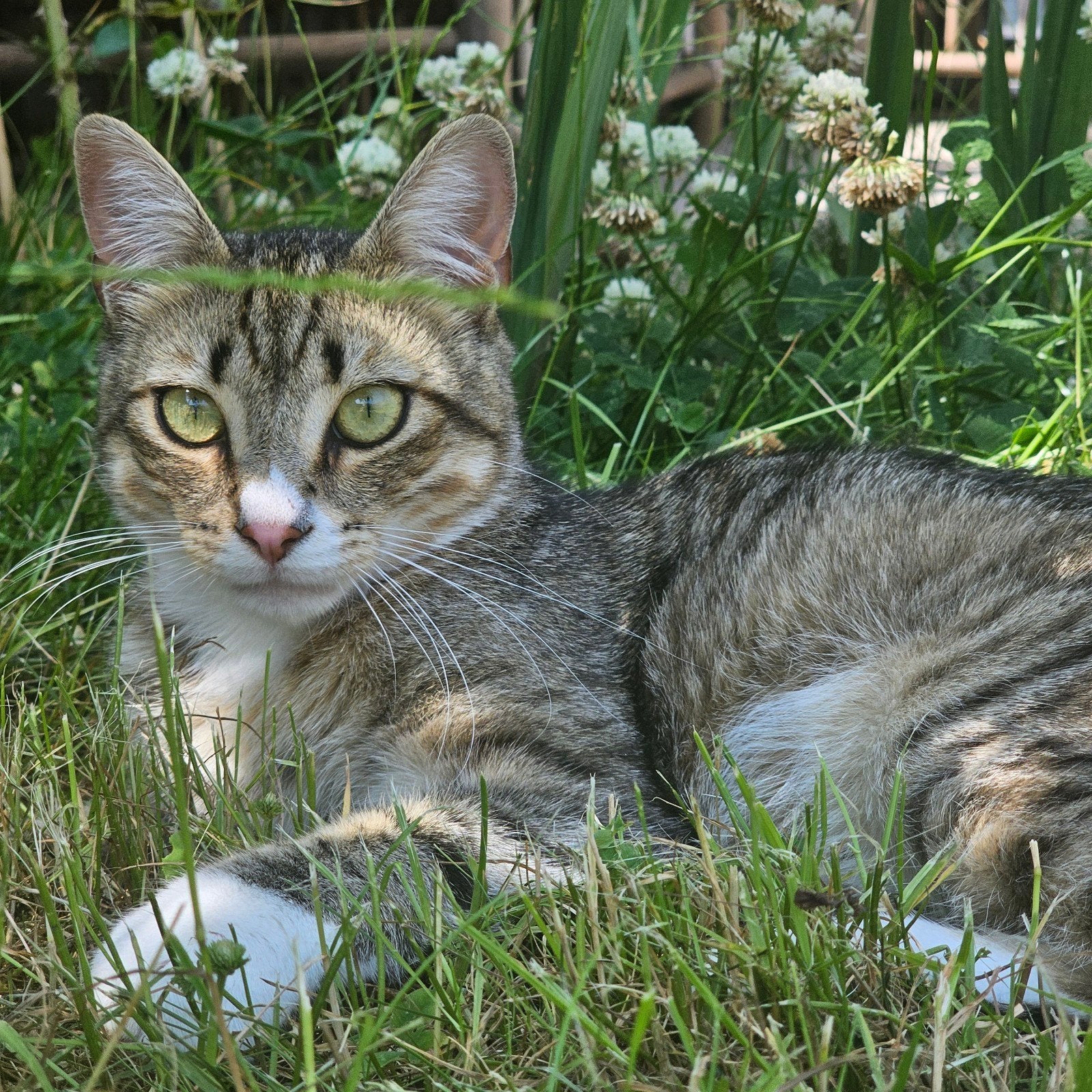 Adult male cat, Dieren en Toebehoren, Kater