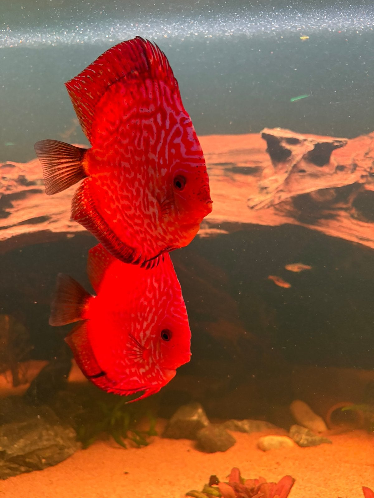 Kweekkoppel Red Snakeskin Discus 12 cm, Vis, Zoetwatervis