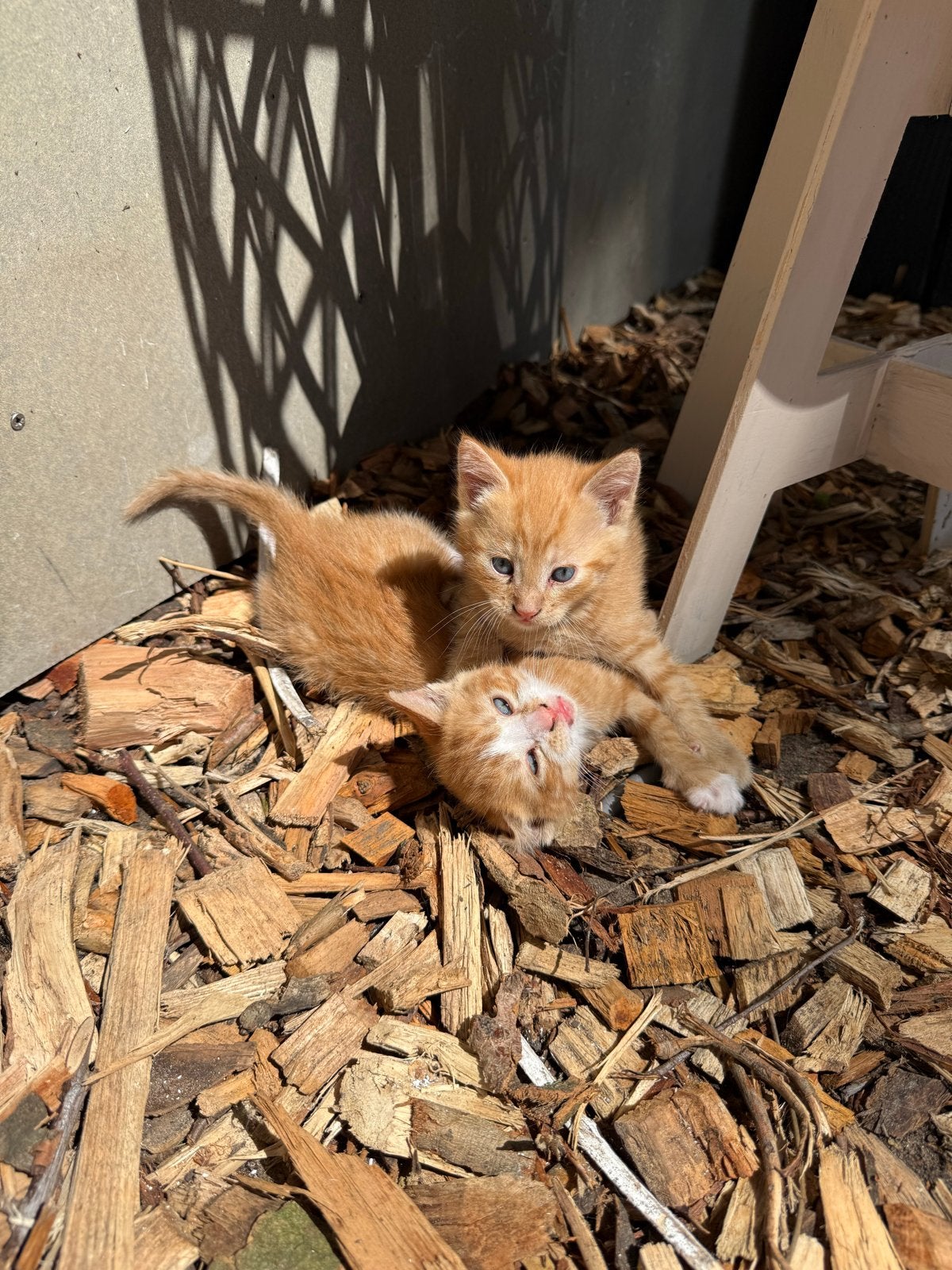 Prachtige kittens, Dieren en Toebehoren, Katten en Kittens | Overige Katten, Meerdere dieren