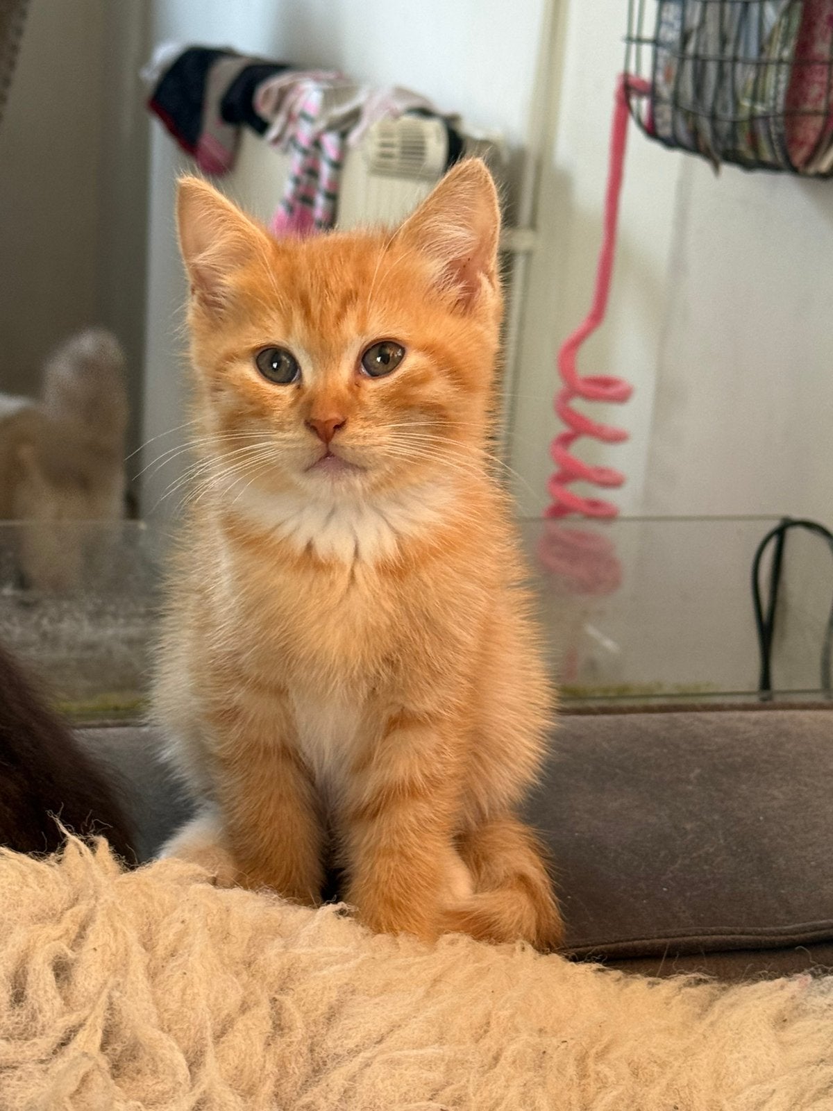 Zeer mooie lieve kruising Ragdoll kittens, Meerdere dieren, Ontwormd