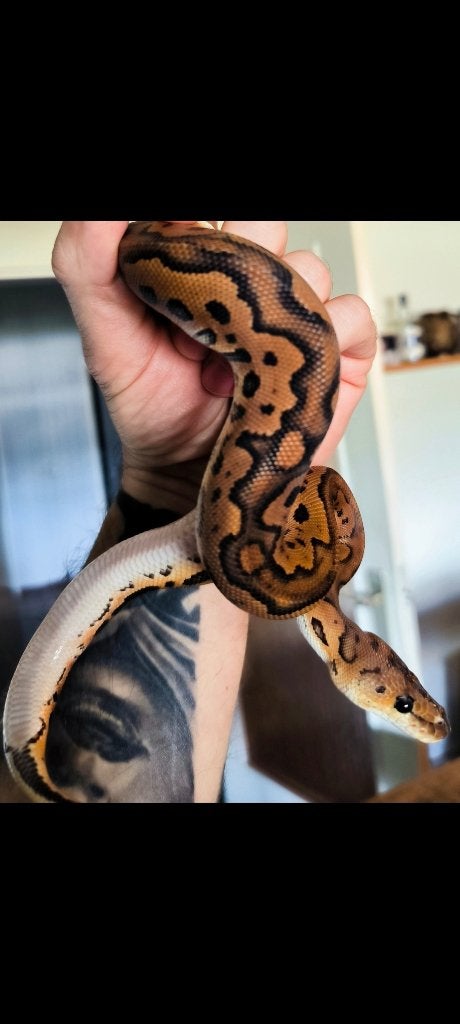 Koningspython. Black pastel redstripe clown het DG Ball Python photo 2