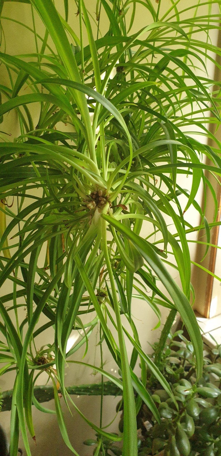 Gratis Graslelie (Chlorophytum comosum) - Jonge plantjes, Ophalen of Verzenden