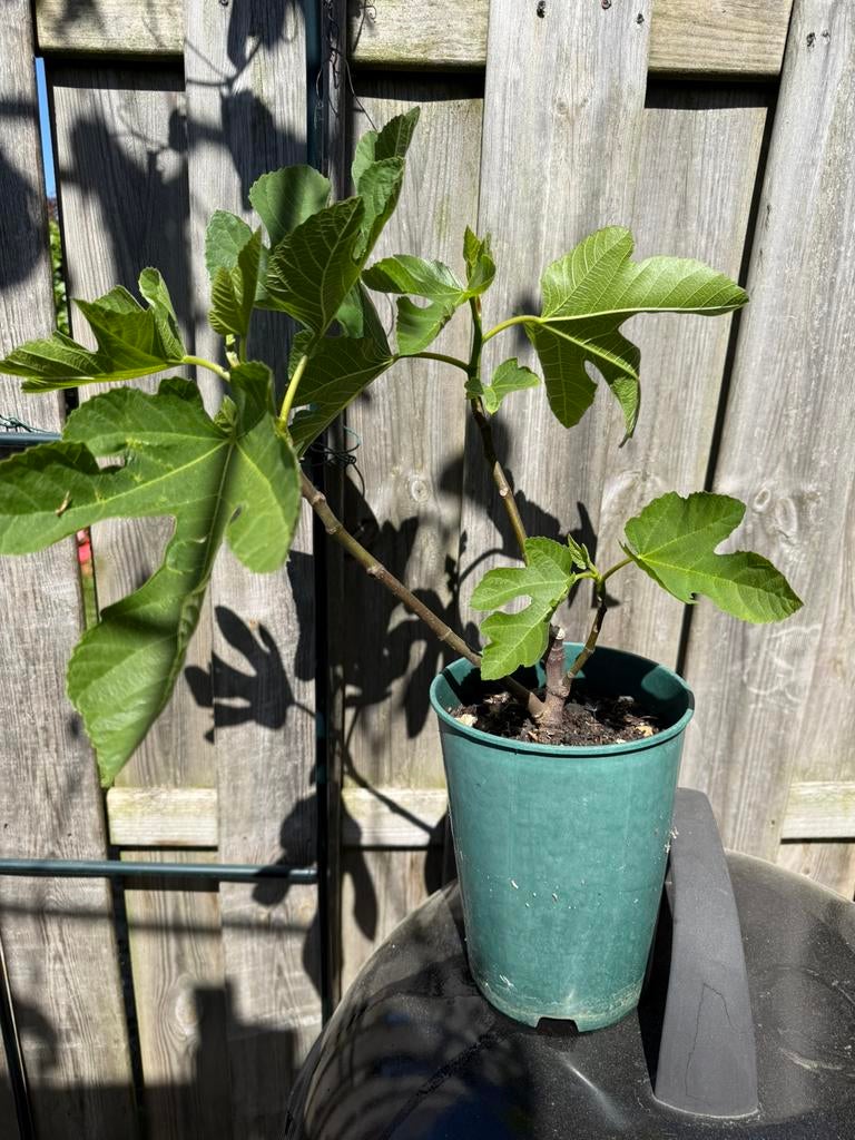 Ficus Carica (Vijg) Hardy Fig (Brown Turkey), Ophalen, Overige soorten, Volle zon