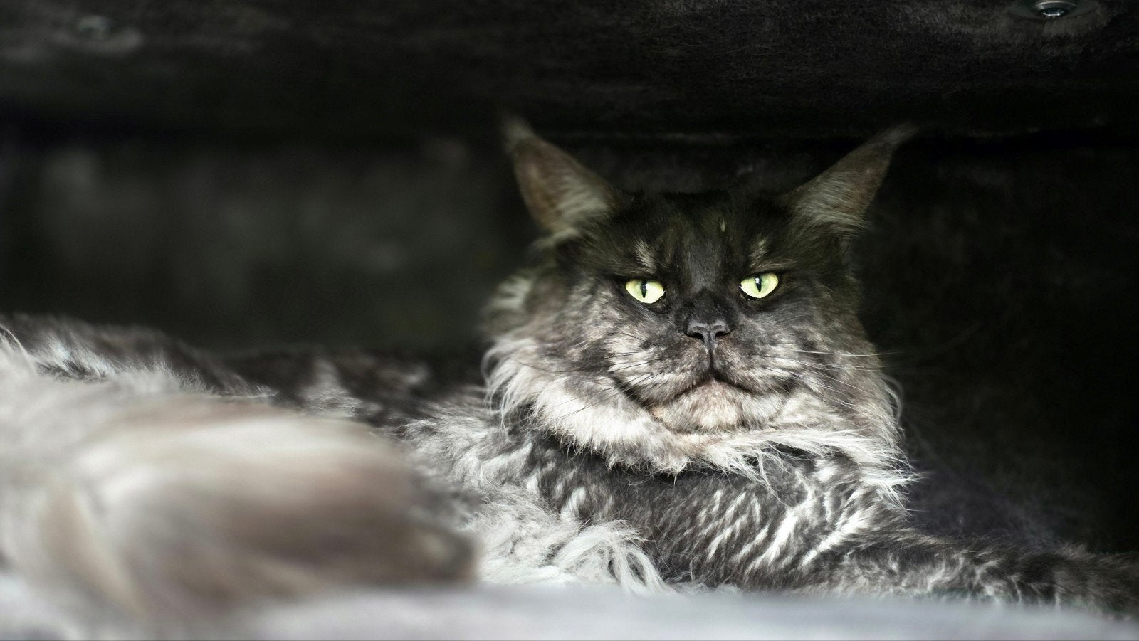 Grote Dekkater uit Rusland ♡ Black Smoke ♡ Stamboom