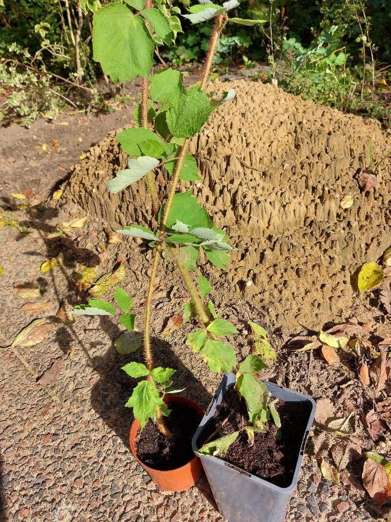 japanse wijnbes, heerlijk fruitig, Tuin en Terras, Planten | Tuinplanten, Ophalen, Vaste plant, Halfschaduw, Zomer