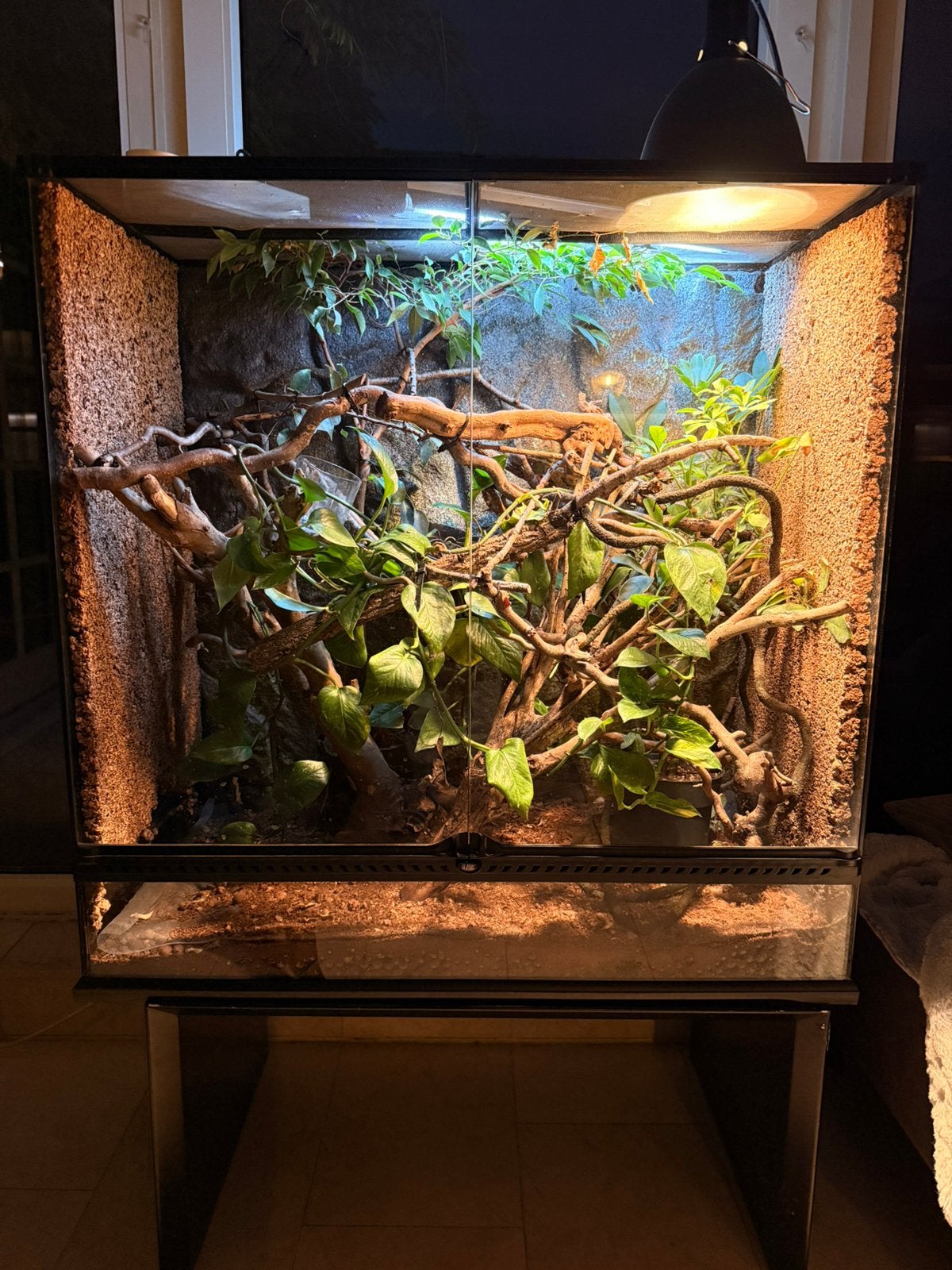 Exo Terra Terrarium inclusief Jemen kameleon, Dieren en Toebehoren, Ophalen, Gebruikt, Terrarium of Paludarium