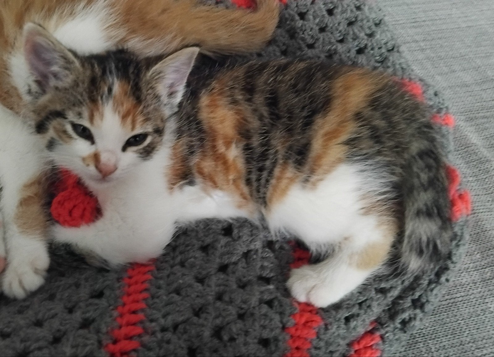 Bijzonder mooi lief lapjeskitten poesje, Poes